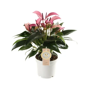 Anthurium 'Zizou' 12cm - image 2