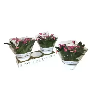 Anthurium 'Zizou' 17cm Bowl - image 2