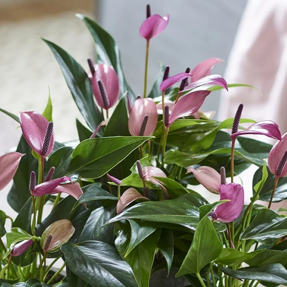 Anthurium 'Zizou' 12cm - image 1