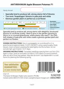 Antirrhinum Apple Blossom Potomac F1 - image 2