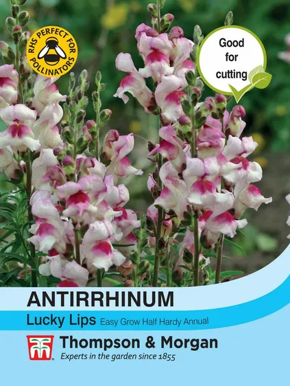 Antirrhinum Lucky Lips - image 1