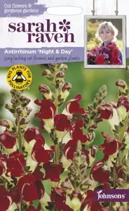 Antirrhinum Night & Day - image 1
