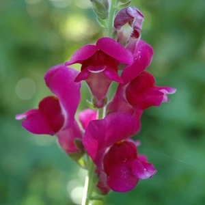 Antirrhinum majus 'Pink'