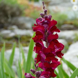 Antirrhinum majus 'Red'