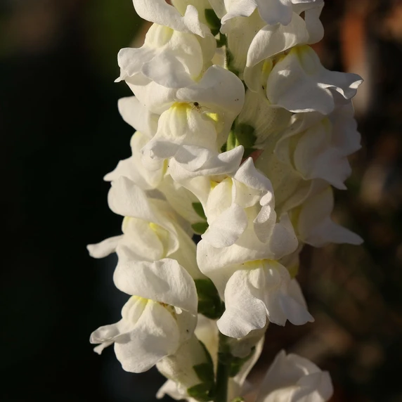 Antirrhinum majus 'White'