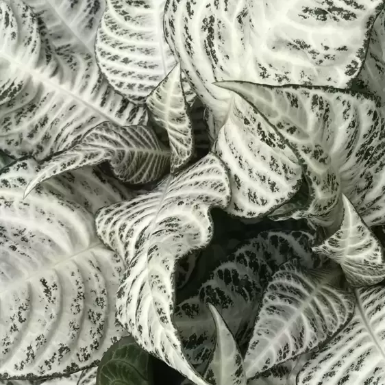 Aphelandra squarrosa 'White Wash' - image 3