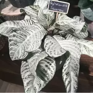 Aphelandra squarrosa 'White Wash' - image 2