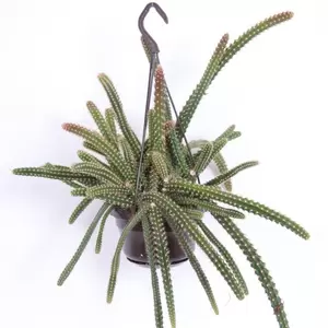 Aporocactus malisonii - image 2