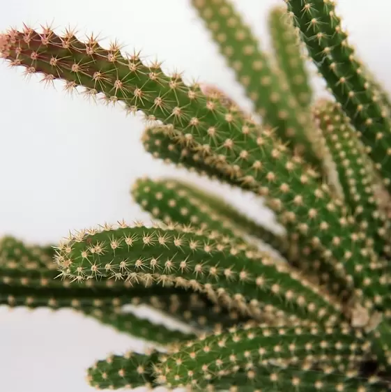 Aporocactus malisonii - image 1