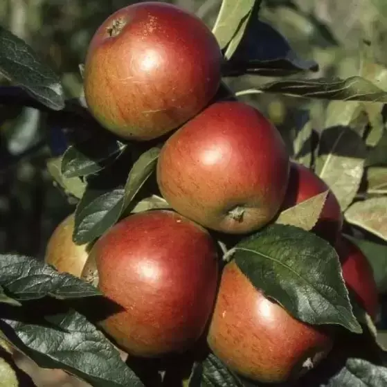 Picture - Frank P Matthews