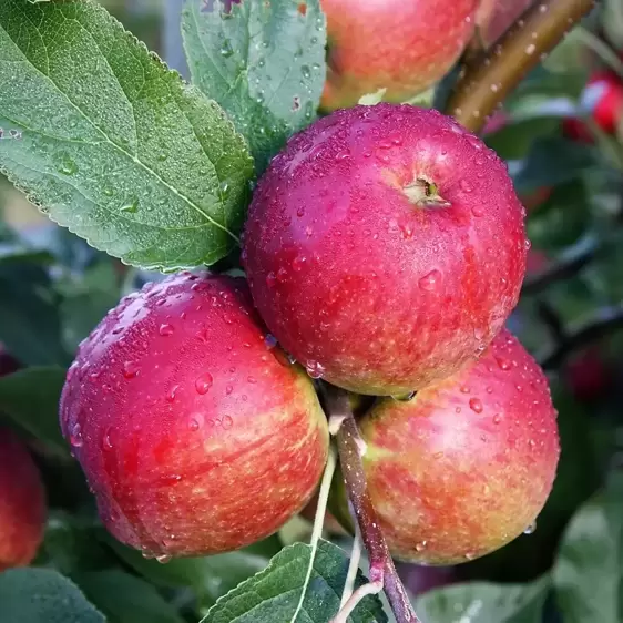 Apple (Malus) 'Core Blimey' M26 - image 1