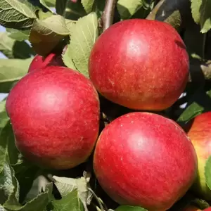 Apple (Malus) 'Core Blimey' M26 - image 2