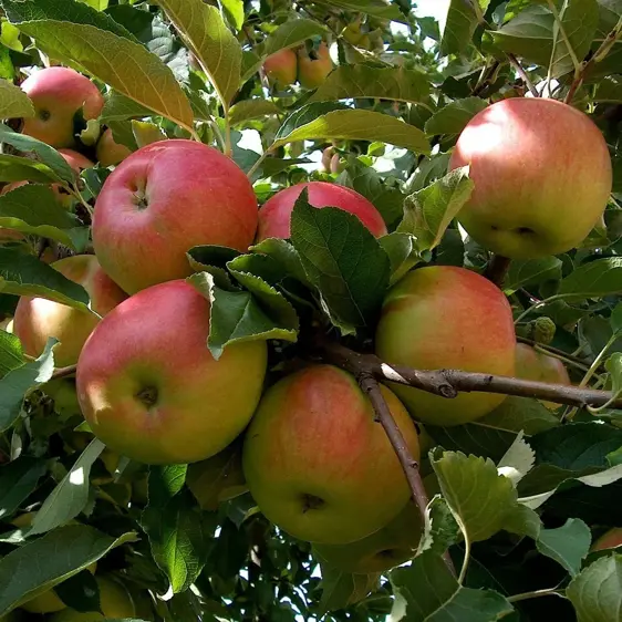 Apple 'Croquella' - Patio