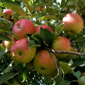 Apple 'Croquella' - Patio
