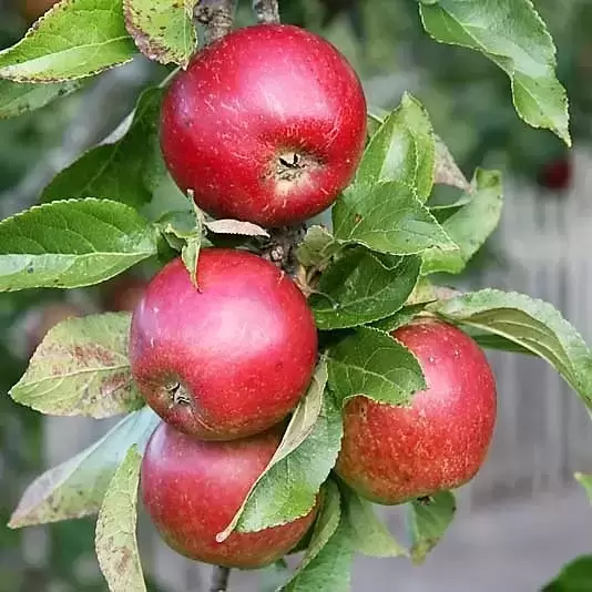 Apple (Malus) 'Ellison's Orange' MM106 (Espalier)