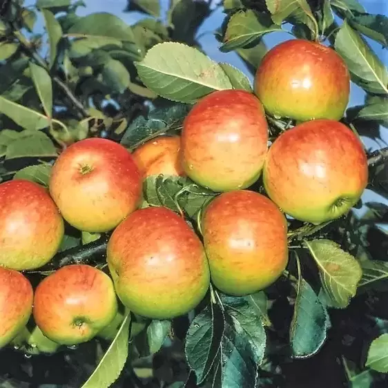 Apple (Malus) 'James Grieve' M27 (Step-Over)
