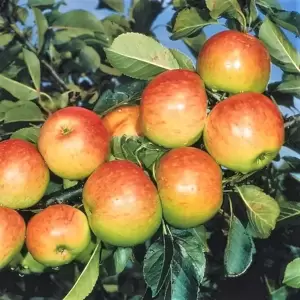 Apple (Malus) 'James Grieve' M27 (Step-Over)