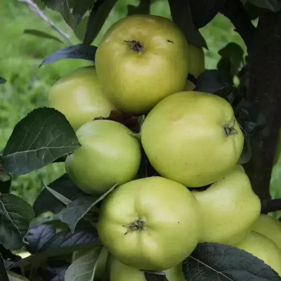 Apple (Malus) 'Keswick Codlin' M26