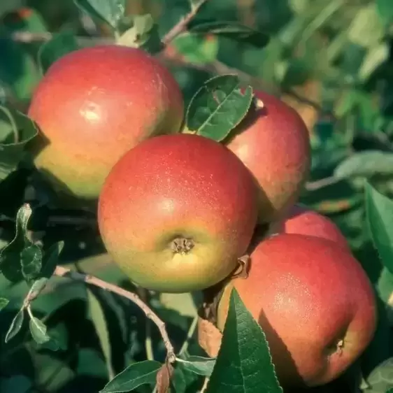 Apple (Malus) 'Laxton's Superb' MM106 - Espalier