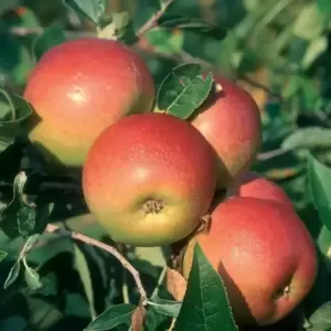 Apple (Malus) 'Laxton's Superb' M26