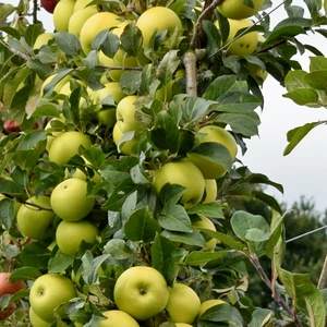 Apple (Malus) 'Limelight' M26