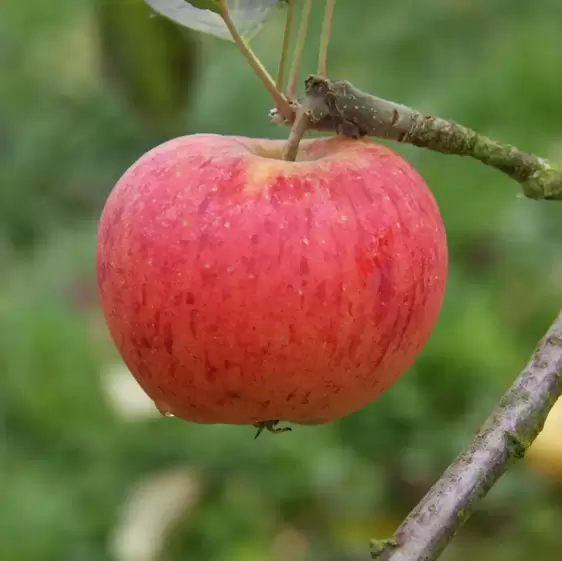 Apple (Malus) 'Paradice Gold' M26