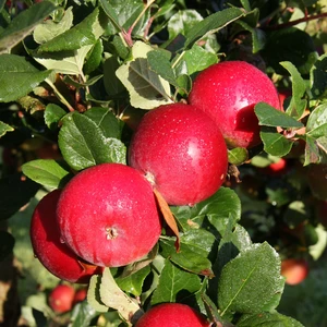 Apple (Malus) 'Red Devil' M26