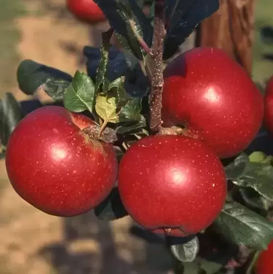 Apple (Malus) 'Red Devil' M27 (Step-Over)