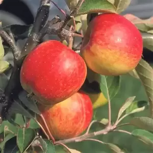 Apple (Malus) 'Red Falstaff' M27 (Step-Over) - image 1