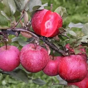 Apple (Malus) 'Tickled Pink' M26