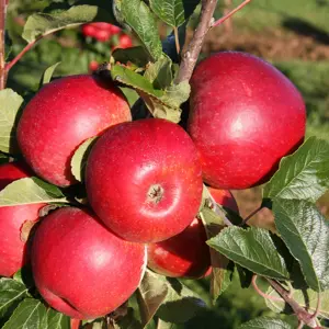 Picture Credit - Frank P Matthews