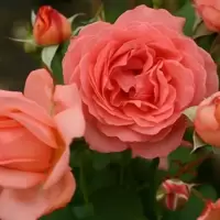 Apricot Roses