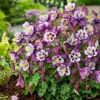 Aquilegia