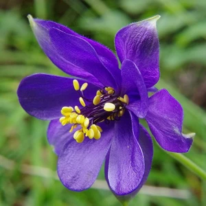 Aquilegia alpina 9cm