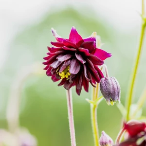 Aquilegia vulgaris var. stellata 'Black Barlow' 1L