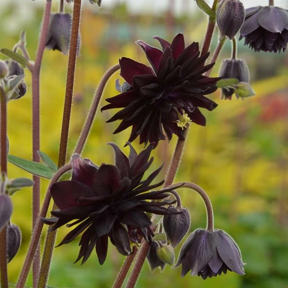 Aquilegia vulgaris var. stellata 'Black Barlow' 3L