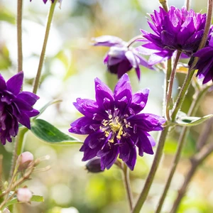 Aquilegia vulgaris var. stellata 'Blue Barlow' 1L