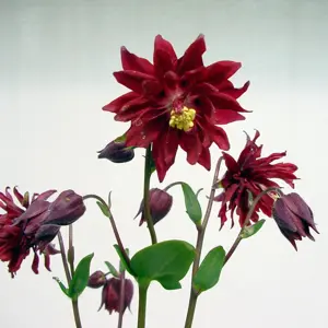 Picture - Ball Horticultural