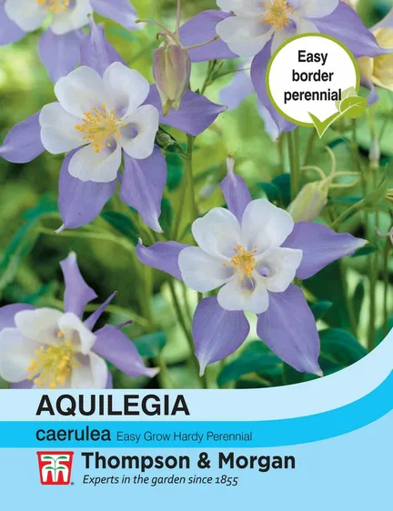 Aquilegia caerulea - image 1