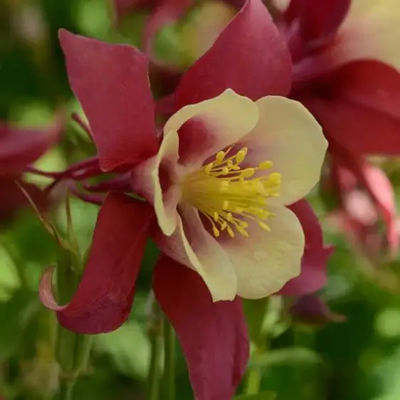 Picture Credit - Ball Horticultural Company