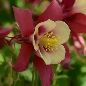 Picture Credit - Ball Horticultural Company