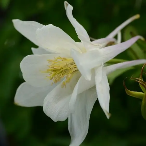 Picture Credit - Ball Horticultural Company