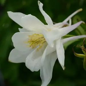 Picture Credit - Ball Horticultural Company