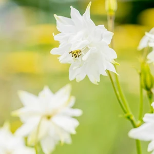 Aquilegia vulgaris var. stellata 'Greenapples' - image 1