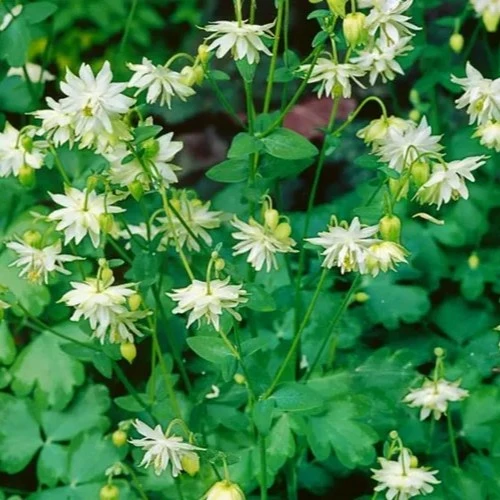 Aquilegia vulgaris var. stellata 'Greenapples' - image 2