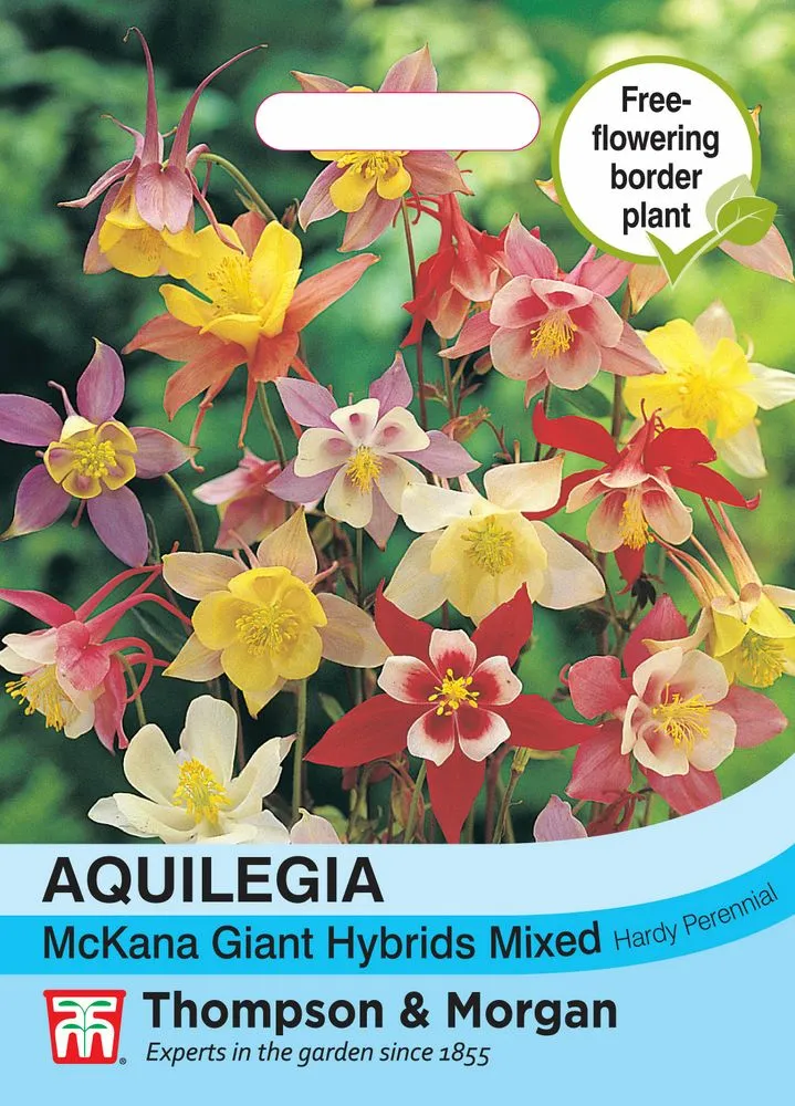 Aquilegia McKana Giant Hybrids Mixed - Cowell's Garden Centre | Woolsington