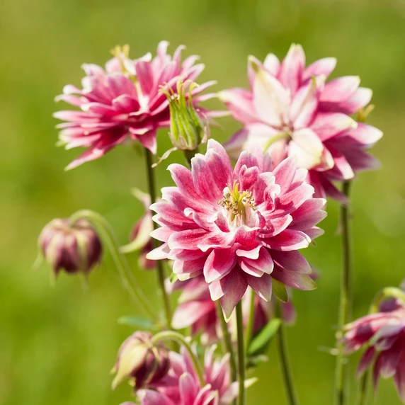 Aquilegia vulgaris var. stellata 'Nora Barlow' 1L - image 2