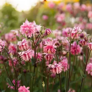 Aquilegia vulgaris var. stellata 'Nora Barlow' 1L - image 1