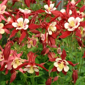 Picture - Kernock Park Plants