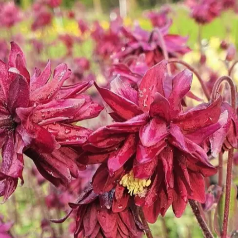 Image Credit: Bridge